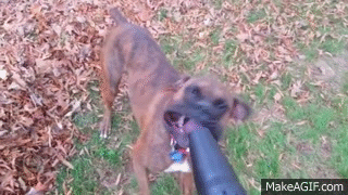 Dogs vs Leaf Blowers