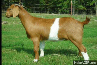 goat to horse on Make A Gif