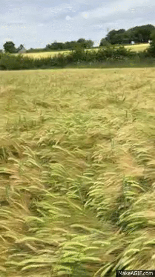 How my dog finds me in a field.