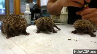 Cute baby hedgehogs sneezing