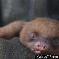 supercute baby sloth4 on Make A Gif