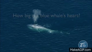 BIG BLUE LIVE | The Biggest Heart Ever Preserved - A Blue Whale's! | PBS