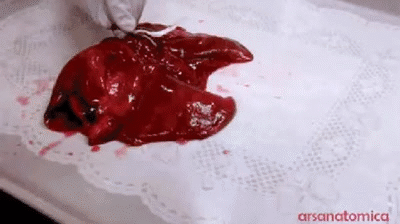 A pair of lungs being filled with air