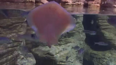 Floating smile - funny little ray in aquarium