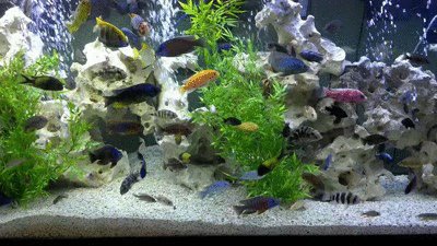 fish_one on Make A Gif