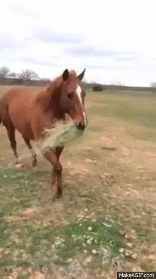 horse brings girlfriend hay and they share it