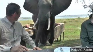 Zimbabwe Bull Elephant Crashes into Tourists at Mana Pools