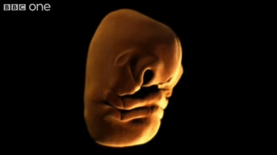 Face Development in the Womb - Inside the Human Body: Creation - BBC One
