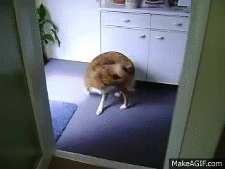 Funny Dog Chasing Tail