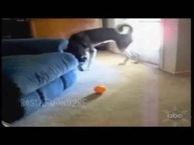 cat and dog on Make A Gif