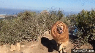 Lion Sighting in California