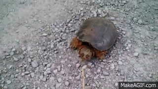 Snapping Turtle Attacks